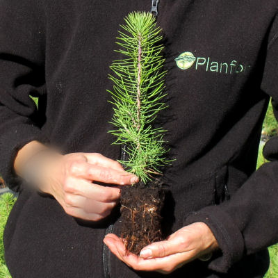 Christmas Tree - Maritime Pine plug plant